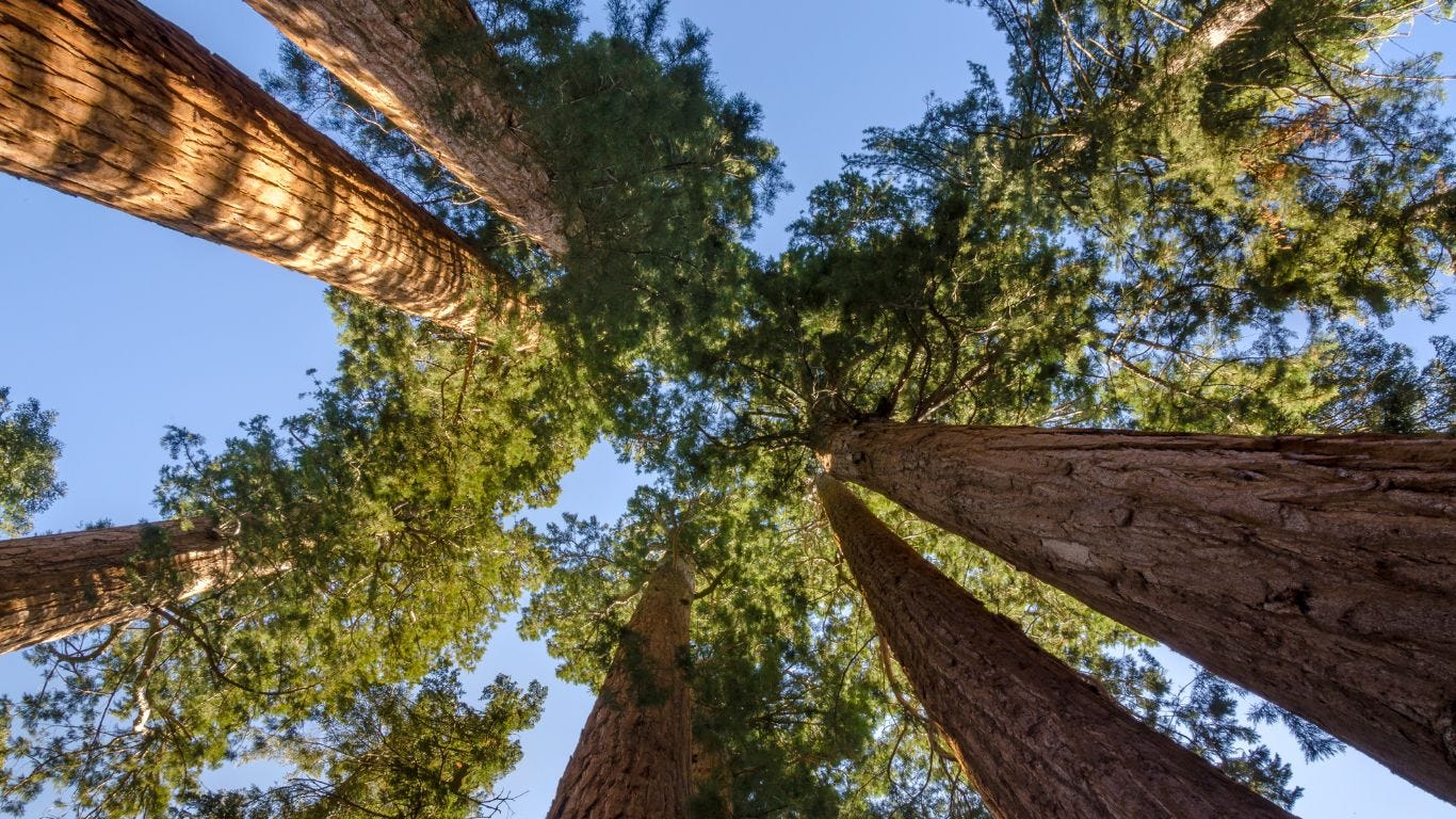 Blick nach oben in mächtige, hohe Redwood-Bäume – Sinnbild für Wachstum, Beständigkeit und Weitblick